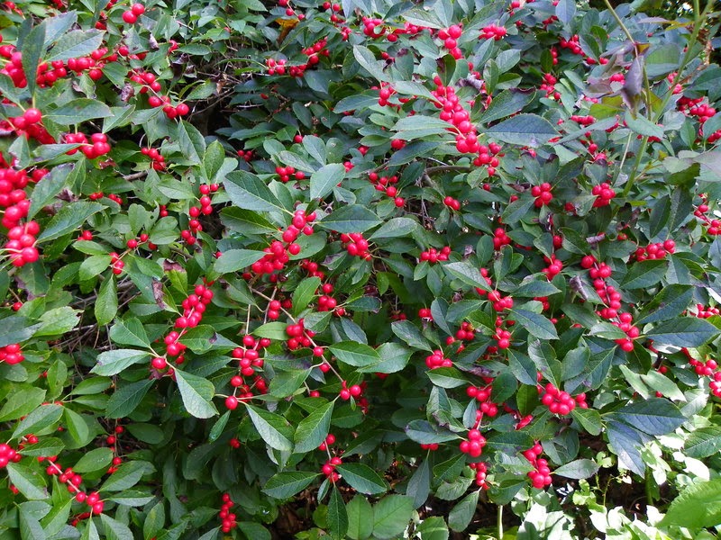 Red Sprite™ Winterberry Holly
