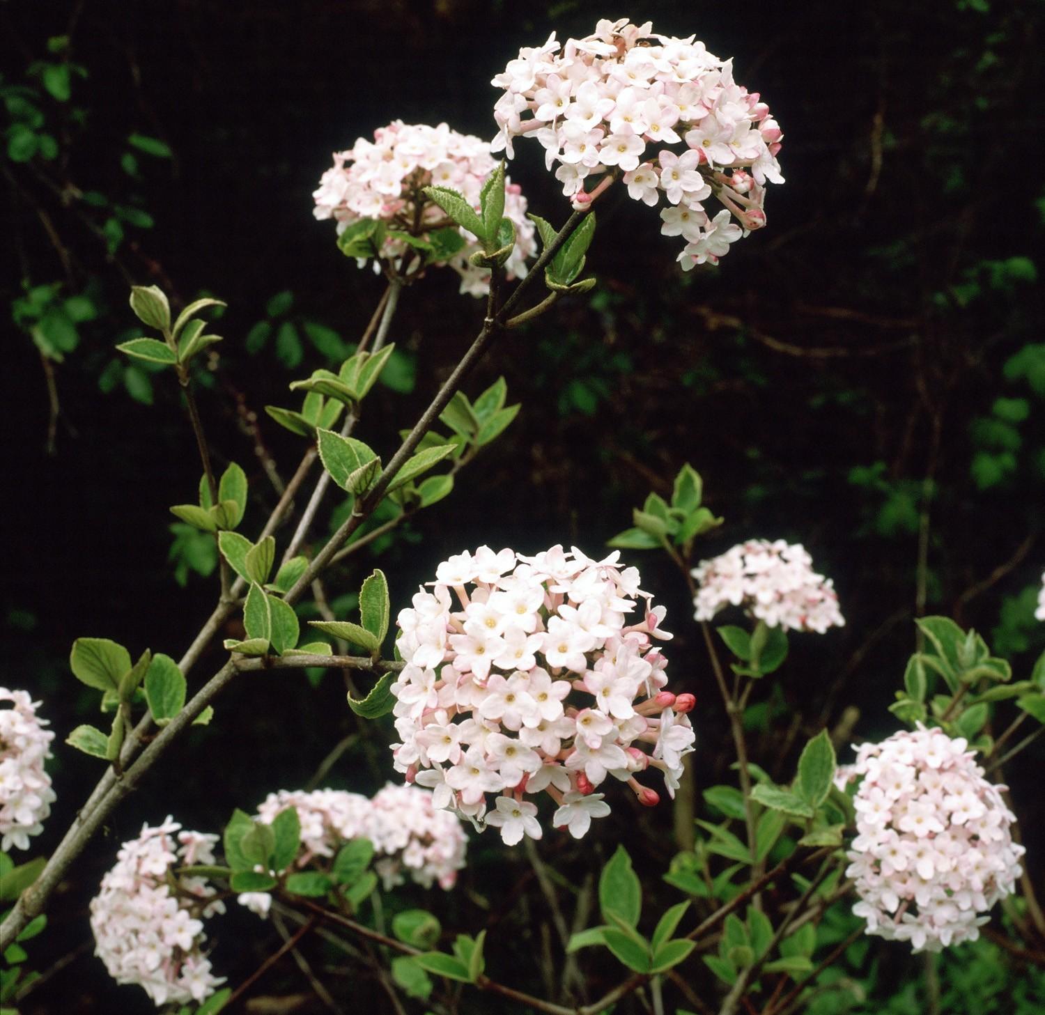 Plant Viburnum Juddii Signature Landscapes And Design Plant Viburnum Juddii Signature Landscapes And Design
